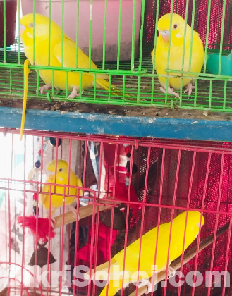 Lutino Red Eye প্রিমিয়াম কোয়ালিটি
